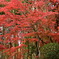 鹿野山神谷寺の紅葉