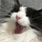 眠いニャ