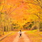 紅葉の中を駆け抜ける①