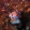 皇居東御苑の紅葉①