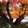 皇居東御苑の紅葉②