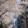 桜道