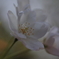 御所桜