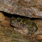 イシカワガエル