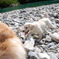 happy dogz