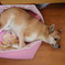 sleeping my special time