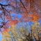 ビビッドな空に紅葉と黄葉