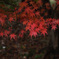 雨後の楓_5D2