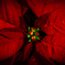 Christmas carol