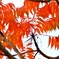 ハゼの紅葉①