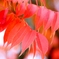 ハゼの紅葉②