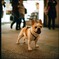 銀座の犬