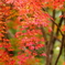 祇王寺の紅葉