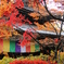 紅葉に彩られた本堂