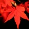 紅と黒