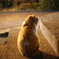 猫背