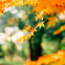 色づく紅葉