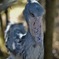 Shoebill