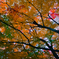 LRM_EXPORT_20161204_160859