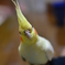 華のある鼻