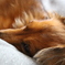愛犬