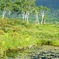 尾瀬の夏
