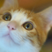 うるにゃん