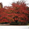 白い世界の紅葉