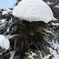 雪の帽子