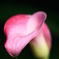 道端の花