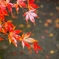紅葉