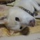愛犬ロク