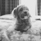 Mi BB