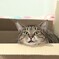 猫　と　箱 の　関係　　終章　　顎を乗せる
