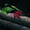 DSCF8674