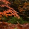 成田山紅葉