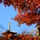 本土寺 紅葉