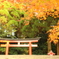霧島の紅葉