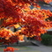 観音寺の紅葉