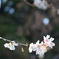 冬の桜①