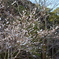 冬の桜②