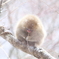 真ん丸ふわふわ^^