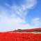 富良野お花畑