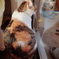 家猫の悩み