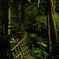 (夜の植物園)