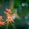 『紅葉が吹くシャボン玉』