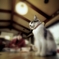 猫のいる日常