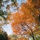 Autumn orange
