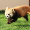 空飛ぶレッサーパンダ