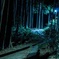 竹林